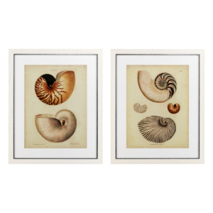 Постер Antique Nautilus (2 шт.) 110133
